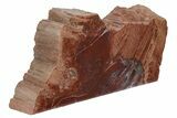 Colorful, Petrified Wood (Araucarioxylon) Stand-up - Arizona #210858-2